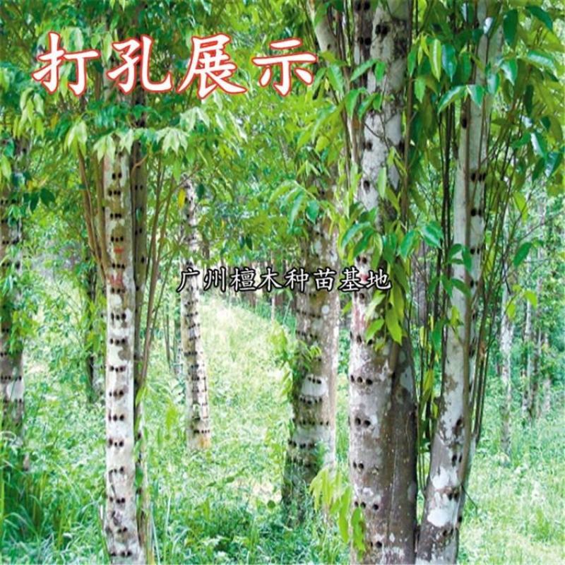 名贵苗木正宗奇楠沉香树苗越南种子原生苗优质小苗原土杯