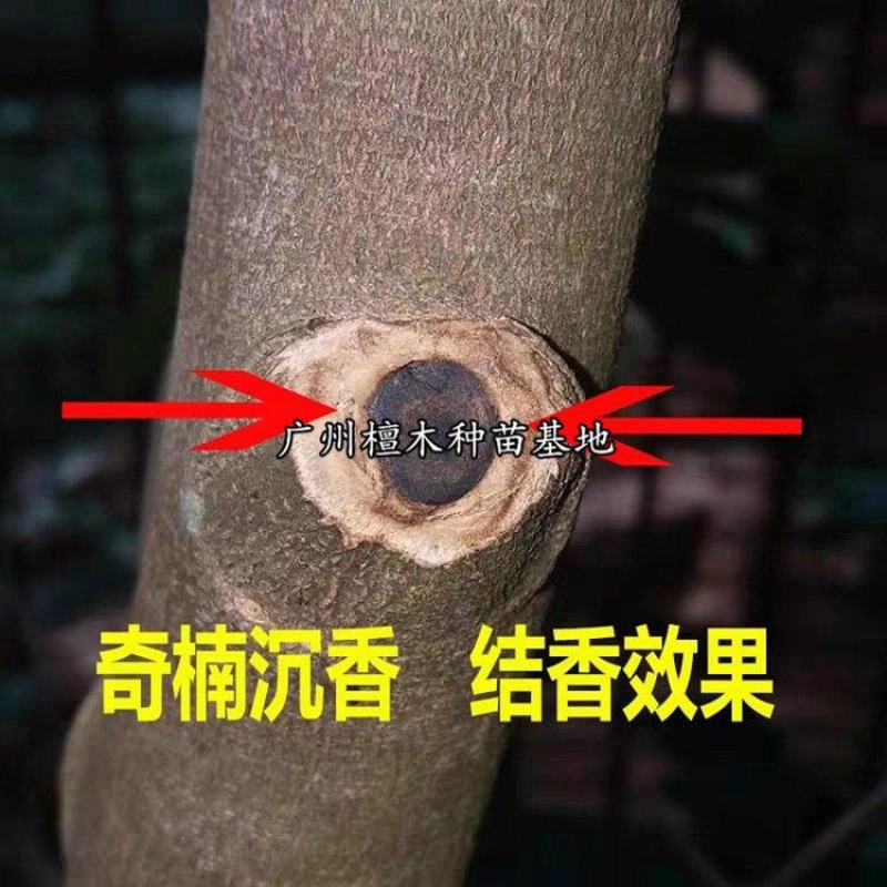 名贵苗木正宗奇楠沉香树苗越南种子原生苗优质小苗原土杯