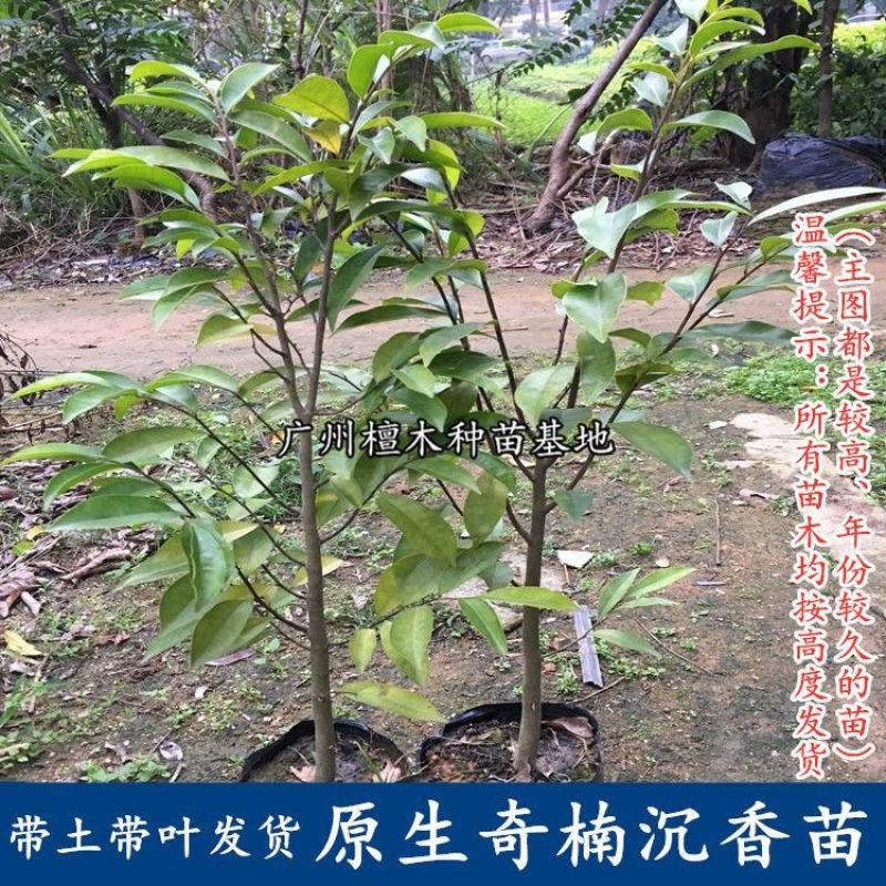 名贵苗木正宗奇楠沉香树苗越南种子原生苗优质小苗原土杯