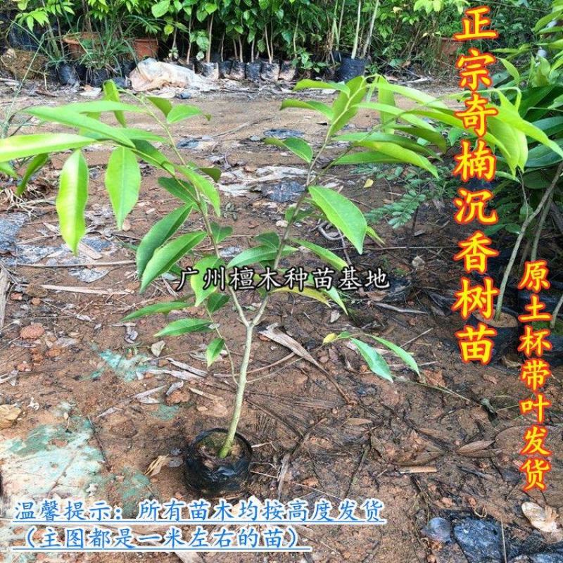 名贵苗木正宗奇楠沉香树苗越南种子原生苗优质小苗原土杯