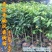 名贵苗木正宗奇楠沉香树苗越南种子原生苗优质小苗原土杯