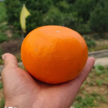 炎炎夏日口福之宝茂谷柑