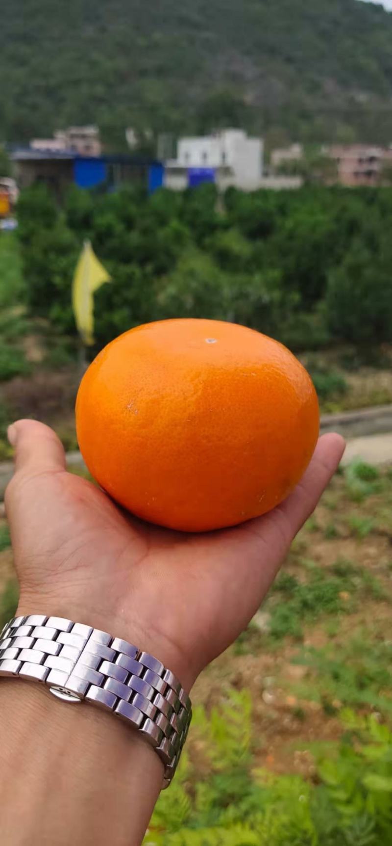 炎炎夏日口福之宝茂谷柑