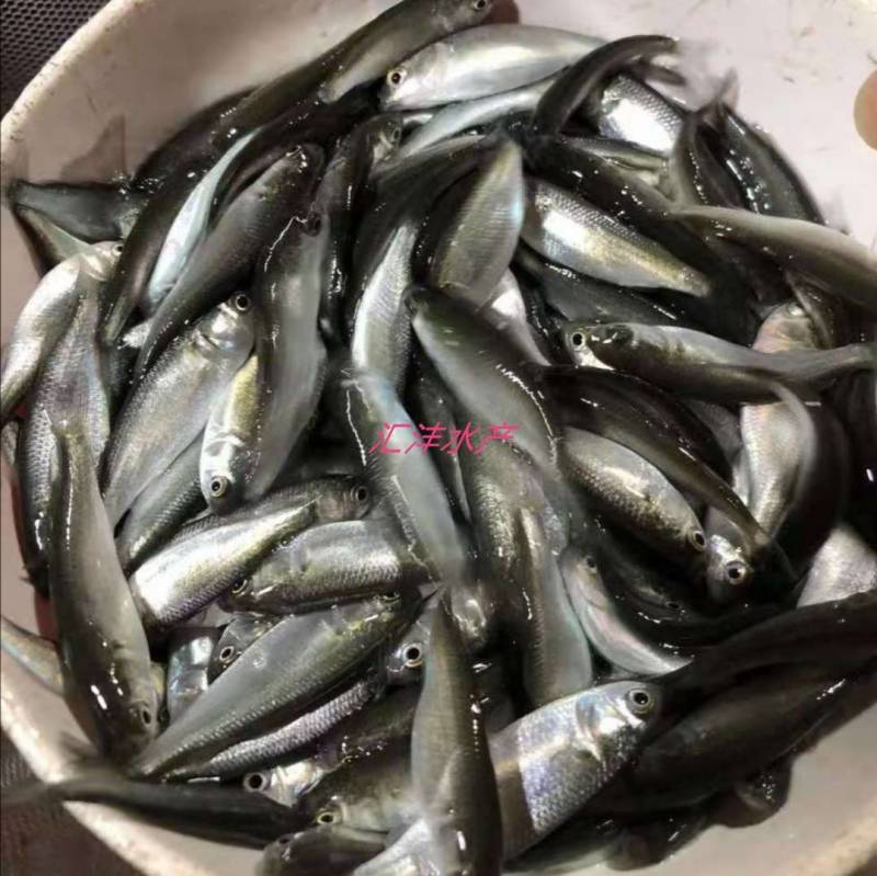 乌头鱼苗乌头，量大从优技术支持全国发货！