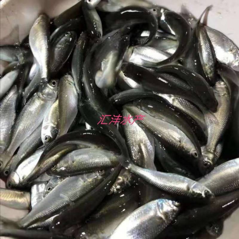 乌头鱼苗乌头，量大从优技术支持全国发货！