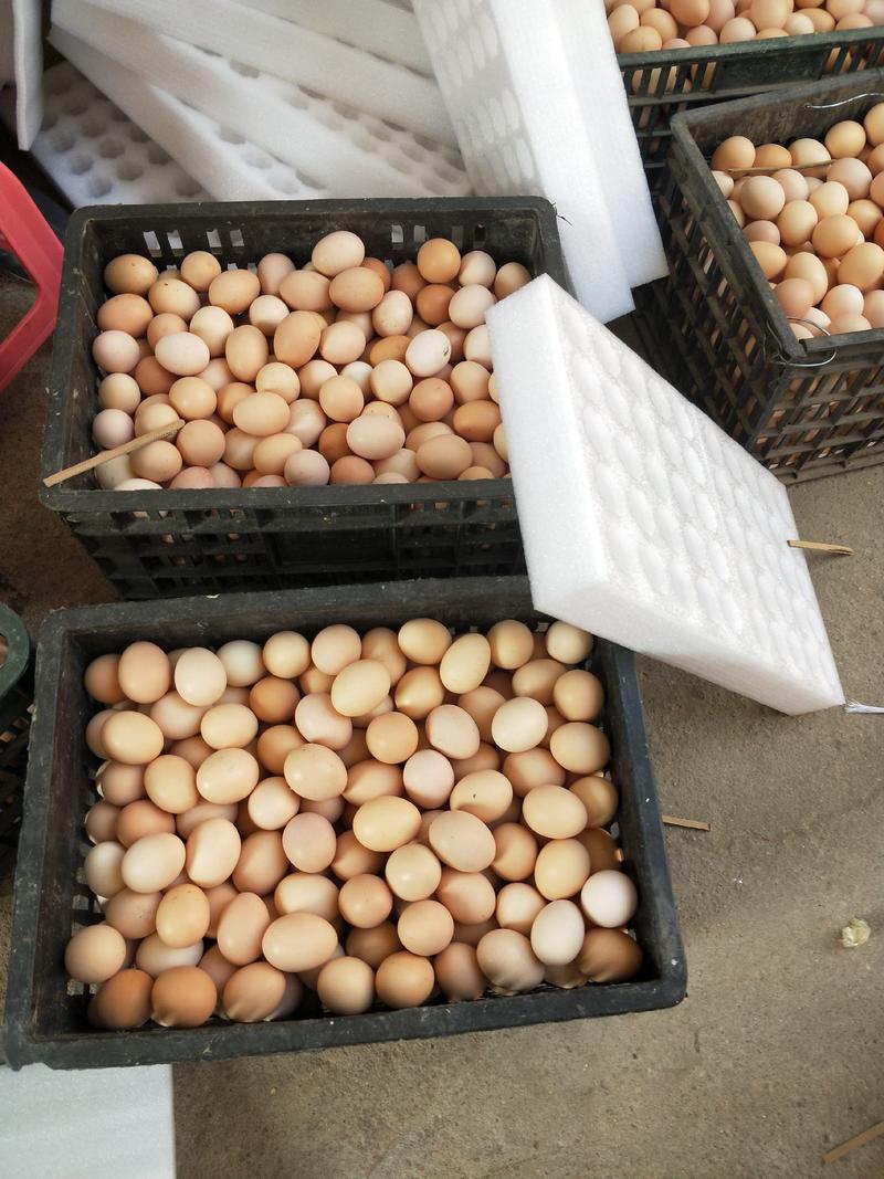 快大型青脚鸡种蛋，麻鸡种蛋，三黄鸡种蛋，精品包装