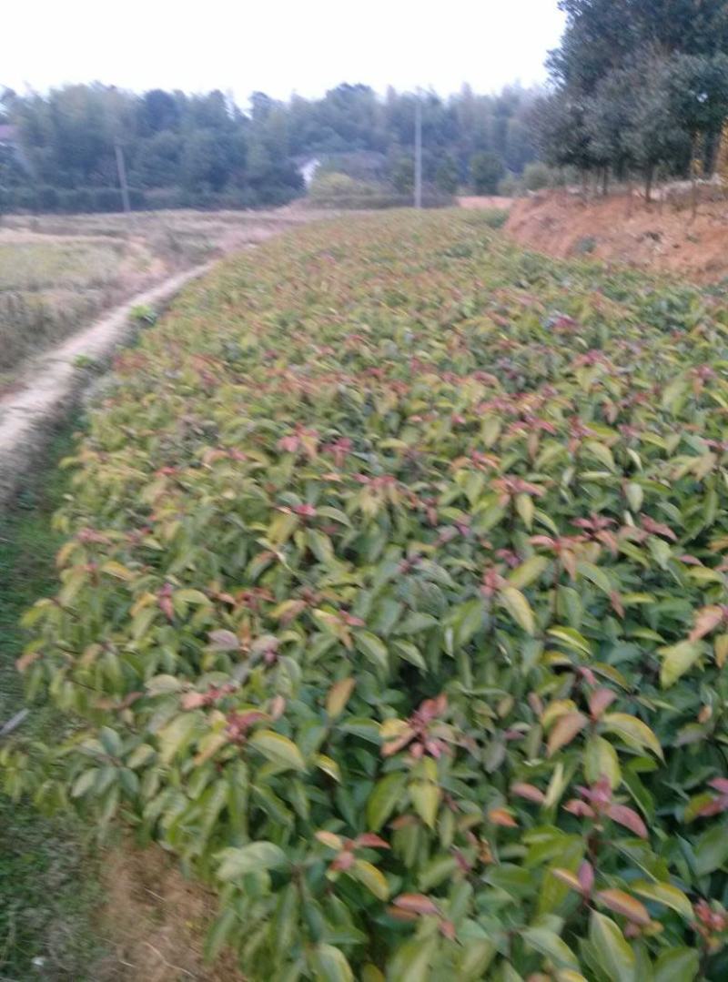 香樟树苗60高以上香樟树苗产地直供