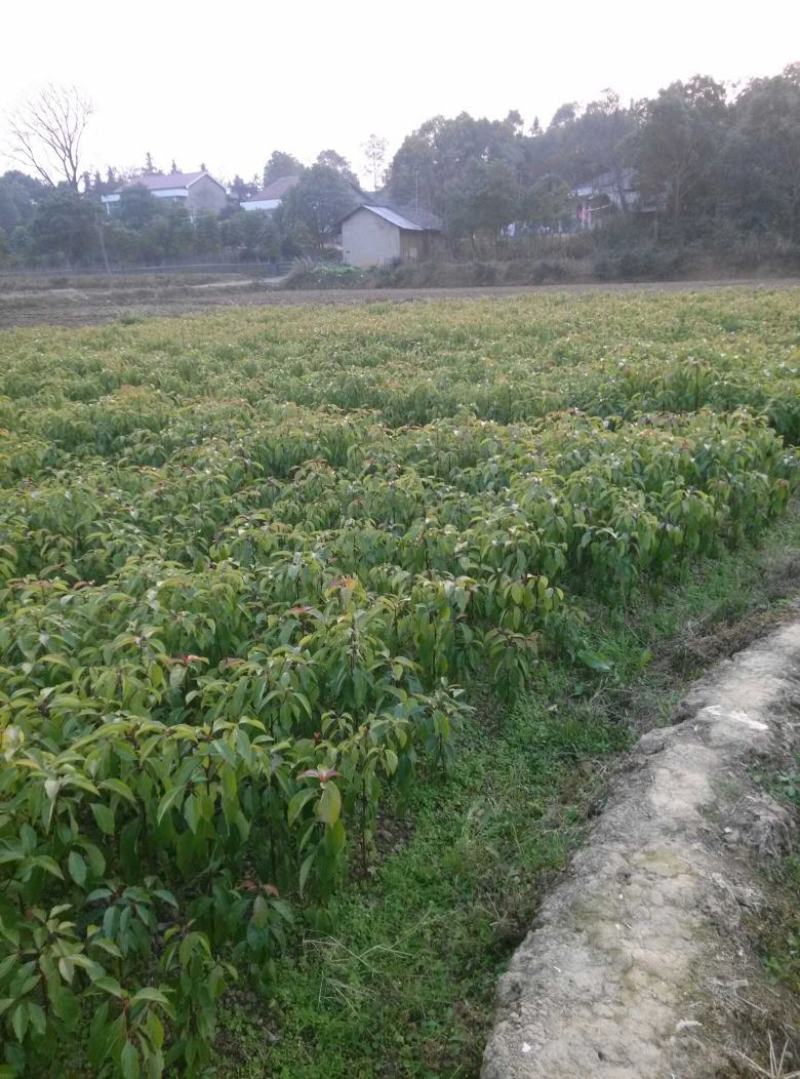 香樟树苗60高以上香樟树苗产地直供