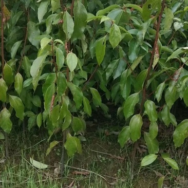 香樟树苗60高以上香樟树苗产地直供