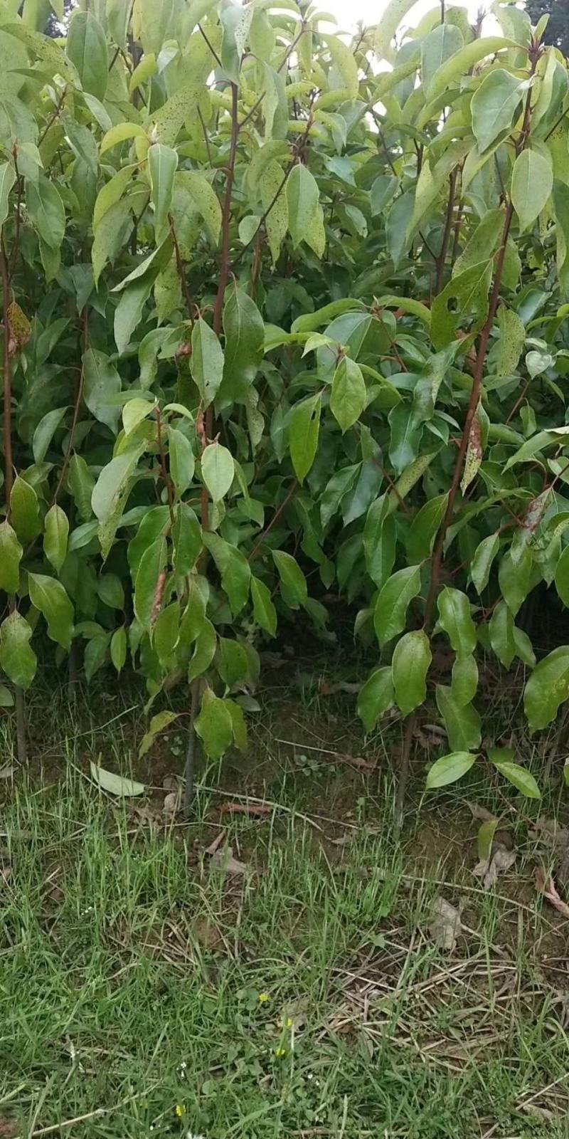 香樟树苗60高以上香樟树苗产地直供