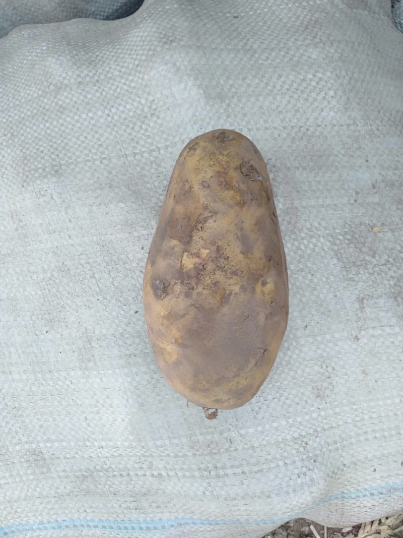 土豆种大量上市有需要的联系我