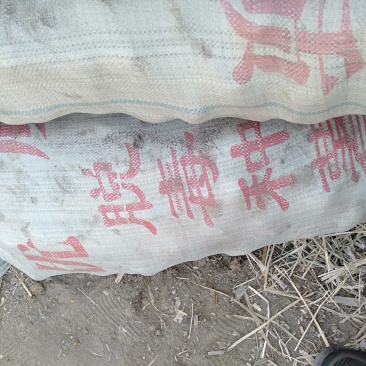 土豆种大量上市有需要的联系我