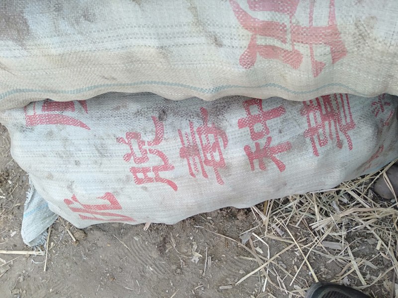土豆种大量上市有需要的联系我