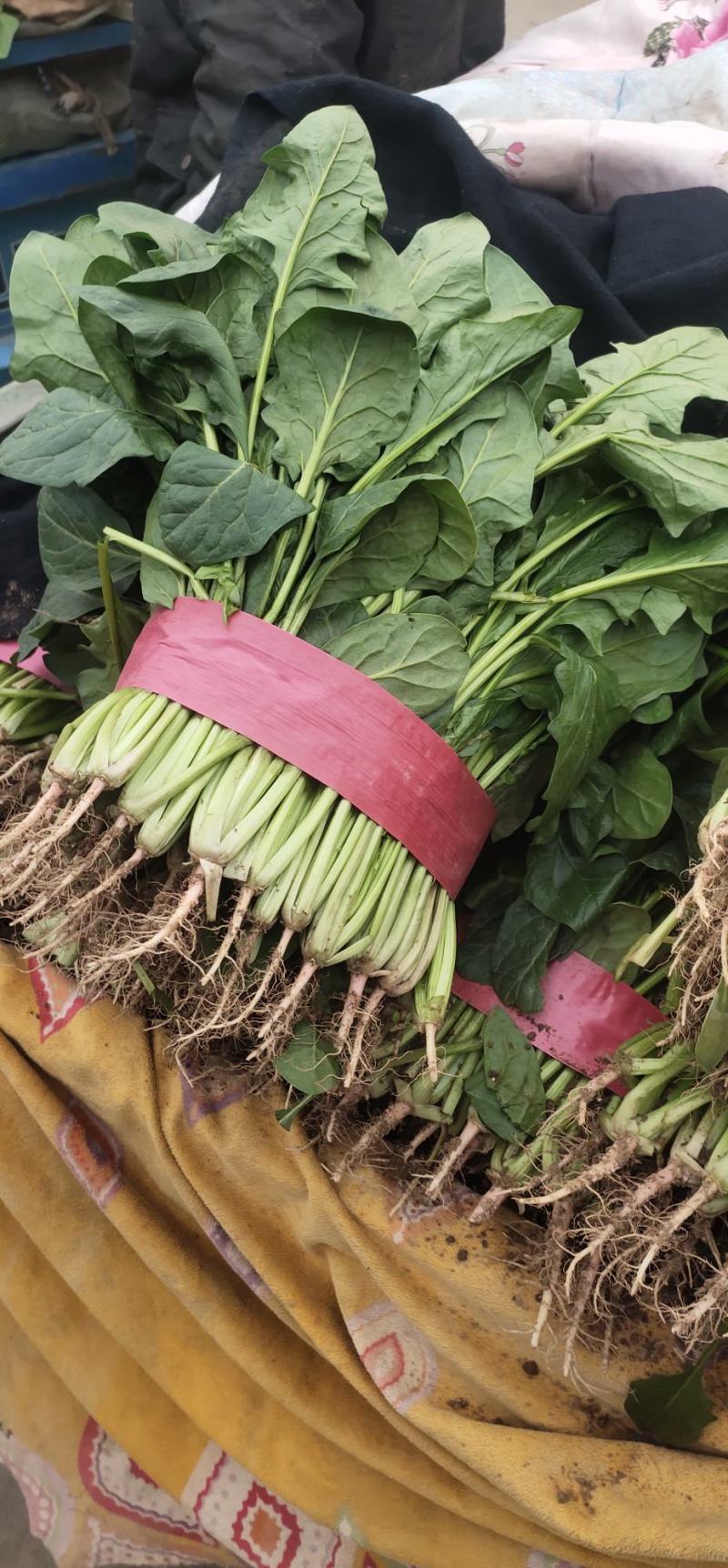菠菜货源充足价格优产地直供走大量批发诚信服务！