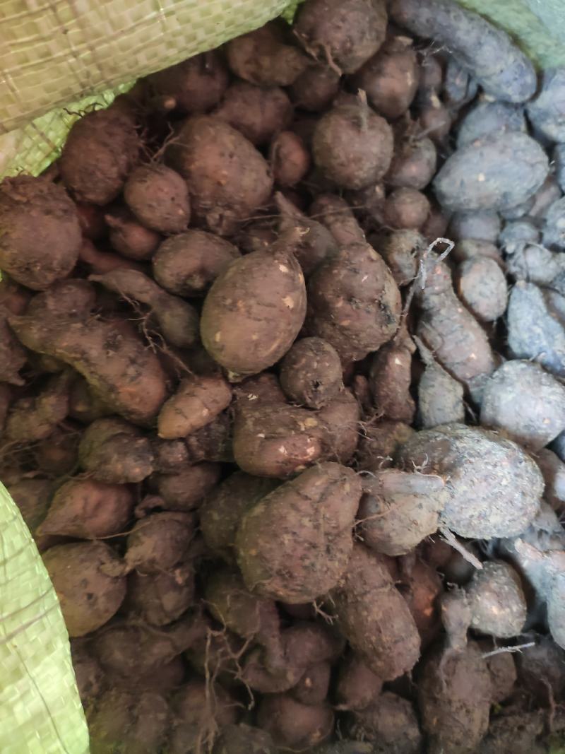 三叶青新鲜干货三叶青常年供应广西乐业同乐石合三叶青基地
