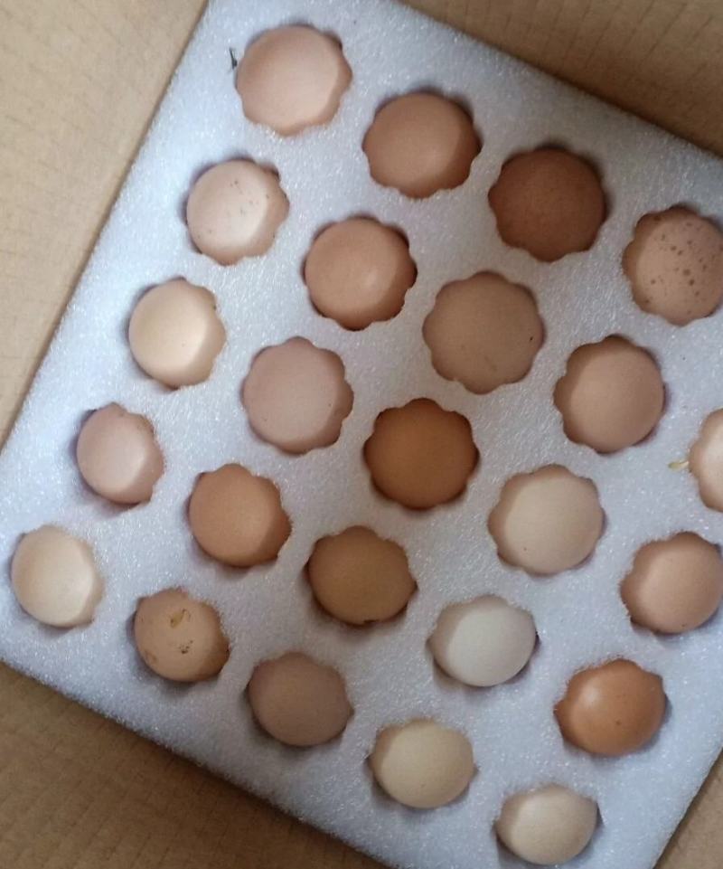 麻鸡种蛋，淮南王土鸡种蛋，三黄鸡种蛋，保障受精率