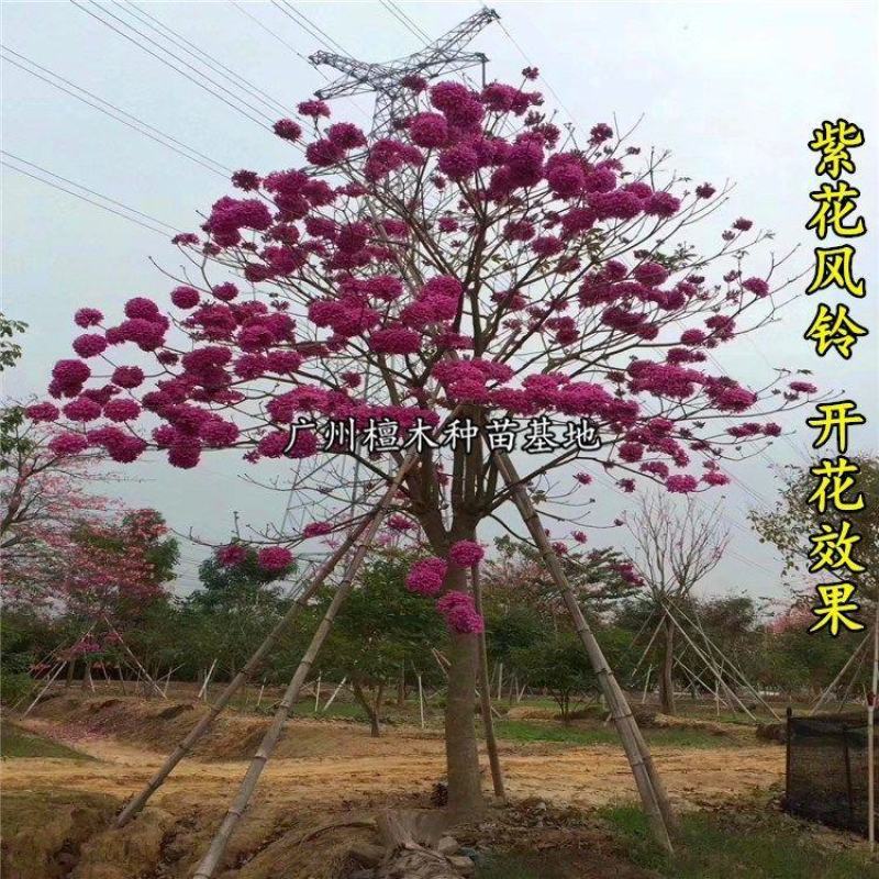台湾紫花风铃树苗庭院小区绿化观赏树嫁接多花绣球紫花