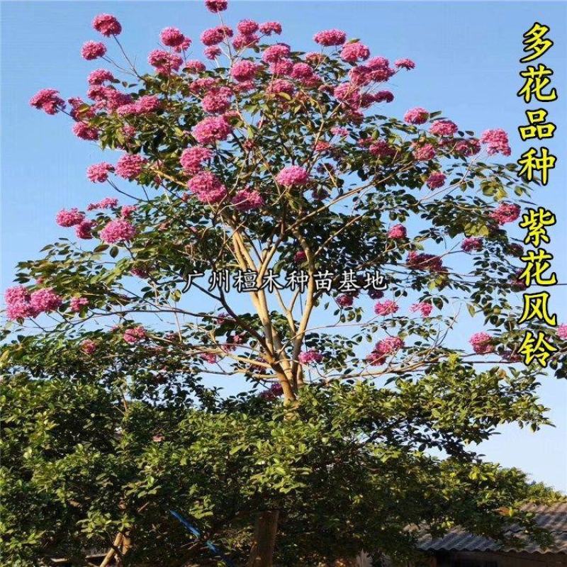台湾紫花风铃树苗庭院小区绿化观赏树嫁接多花绣球紫花