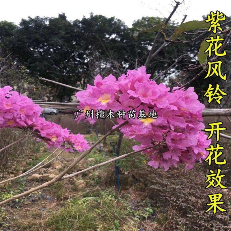 台湾紫花风铃树苗庭院小区绿化观赏树嫁接多花绣球紫花