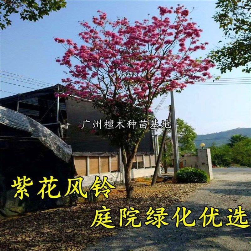 台湾紫花风铃树苗庭院小区绿化观赏树嫁接多花绣球紫花