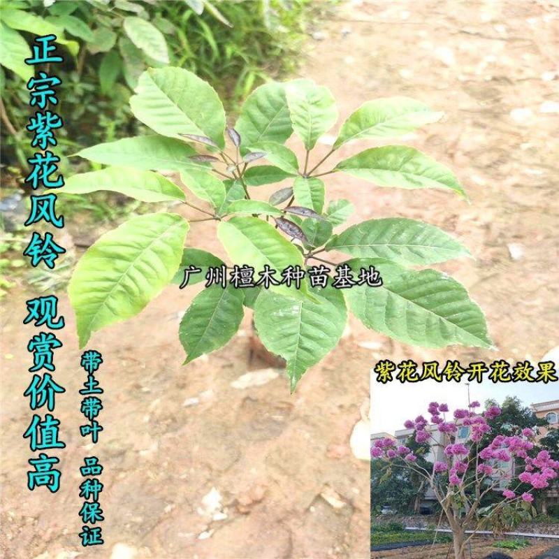 台湾紫花风铃树苗庭院小区绿化观赏树嫁接多花绣球紫花