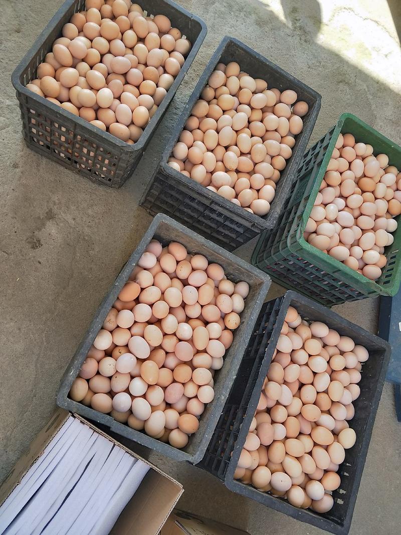 红瑶瑶鸡种蛋，正宗土鸡种蛋受精率保障90%