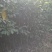 自产自销苗圃直供深山含笑乐昌含笑2-3-4公分黑田土