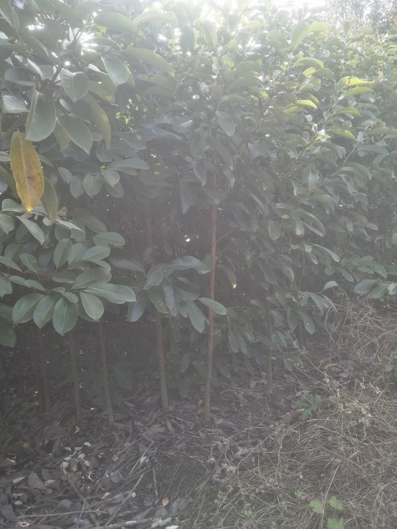 自产自销苗圃直供深山含笑乐昌含笑2-3-4公分黑田土