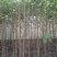 自产自销苗圃直供深山含笑乐昌含笑2-3-4公分黑田土