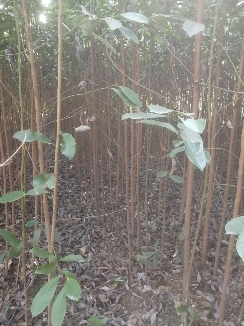 自产自销苗圃直供深山含笑乐昌含笑2-3-4公分黑田土