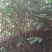 自产自销苗圃直供深山含笑乐昌含笑2-3-4公分黑田土