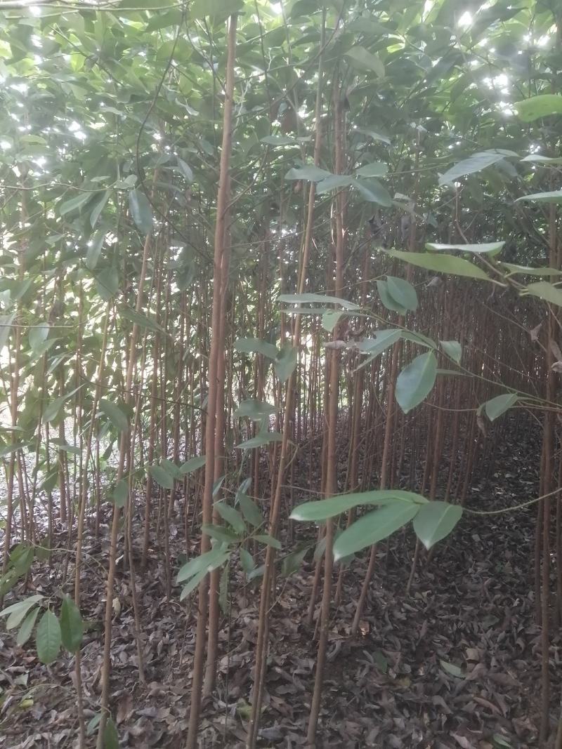 自产自销苗圃直供深山含笑乐昌含笑2-3-4公分黑田土