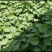 基地直供脱毒烟薯25红薯苗蜜薯苗基地直供