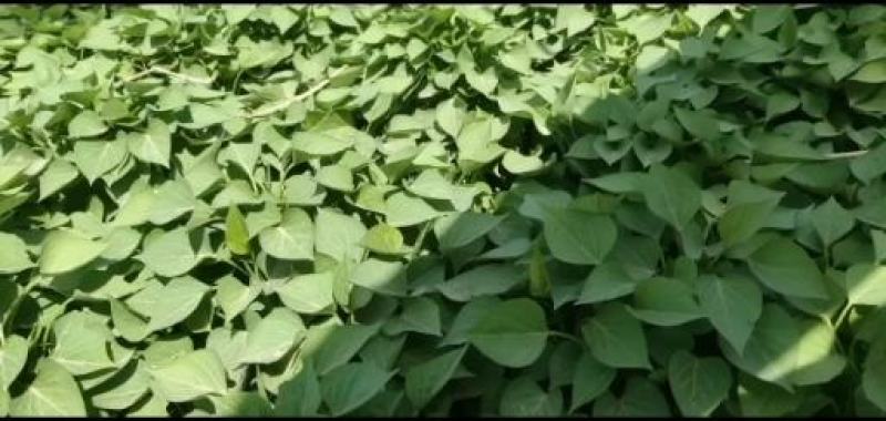 基地直供脱毒烟薯25红薯苗蜜薯苗基地直供