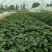 基地直供脱毒烟薯25红薯苗蜜薯苗基地直供