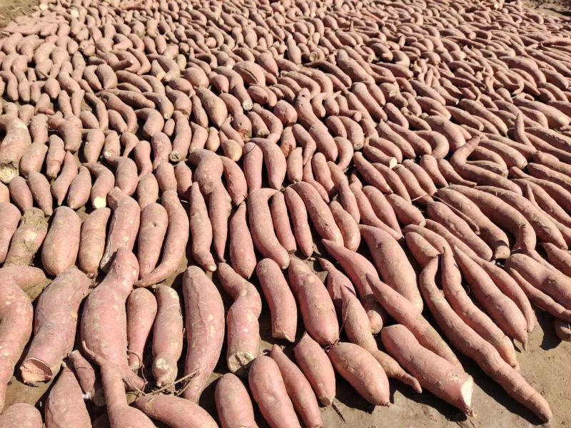 基地直供脱毒烟薯25红薯苗蜜薯苗基地直供