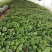 基地直供脱毒烟薯25红薯苗蜜薯苗基地直供