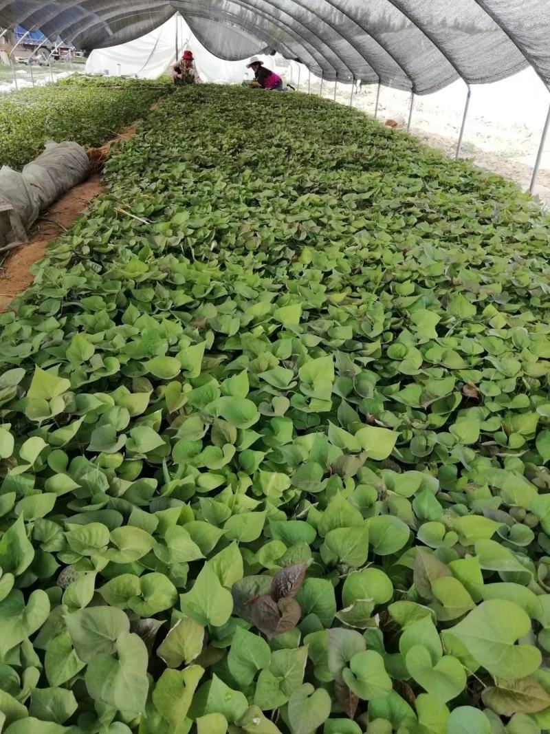 基地直供脱毒烟薯25红薯苗蜜薯苗基地直供