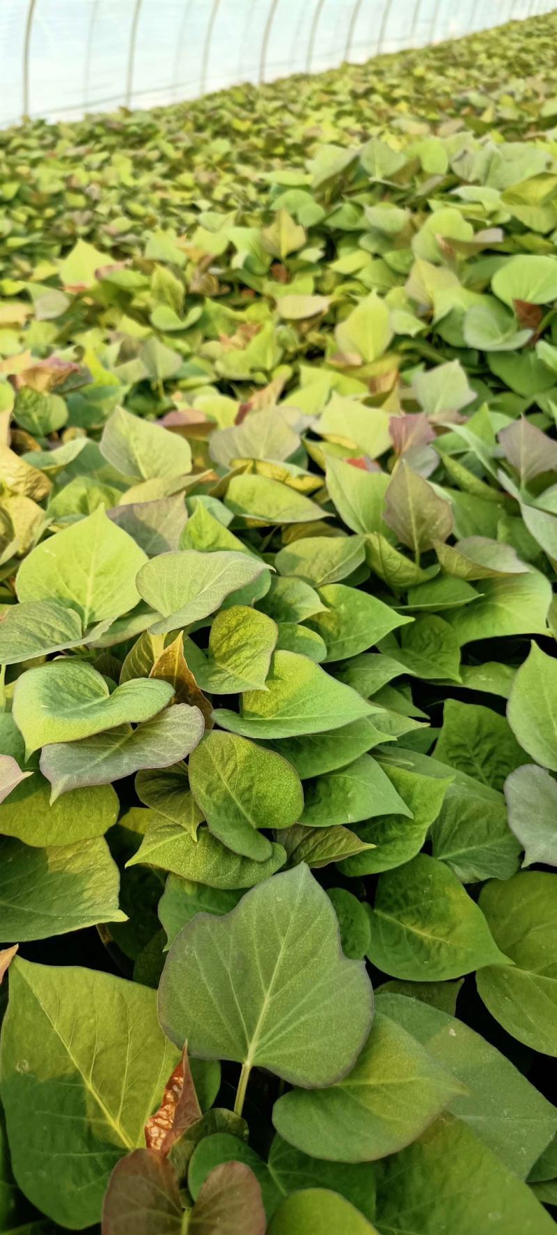 基地直供脱毒烟薯25红薯苗蜜薯苗基地直供
