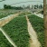 基地直供脱毒烟薯25红薯苗蜜薯苗基地直供