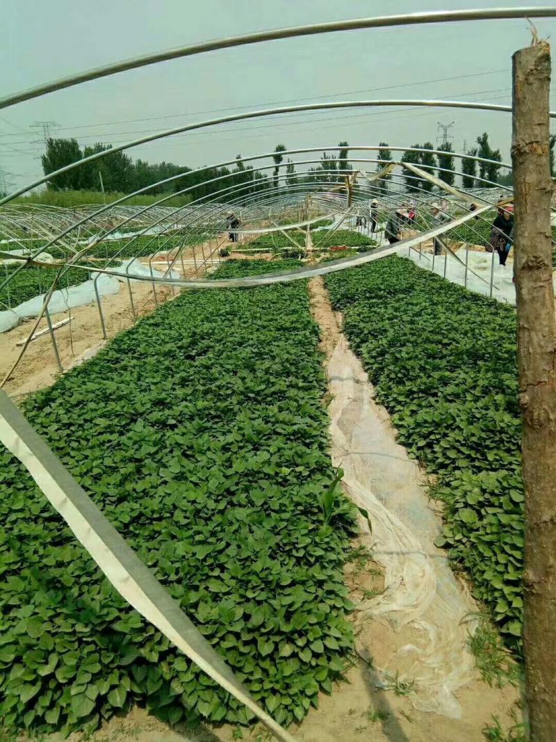 基地直供脱毒烟薯25红薯苗蜜薯苗基地直供