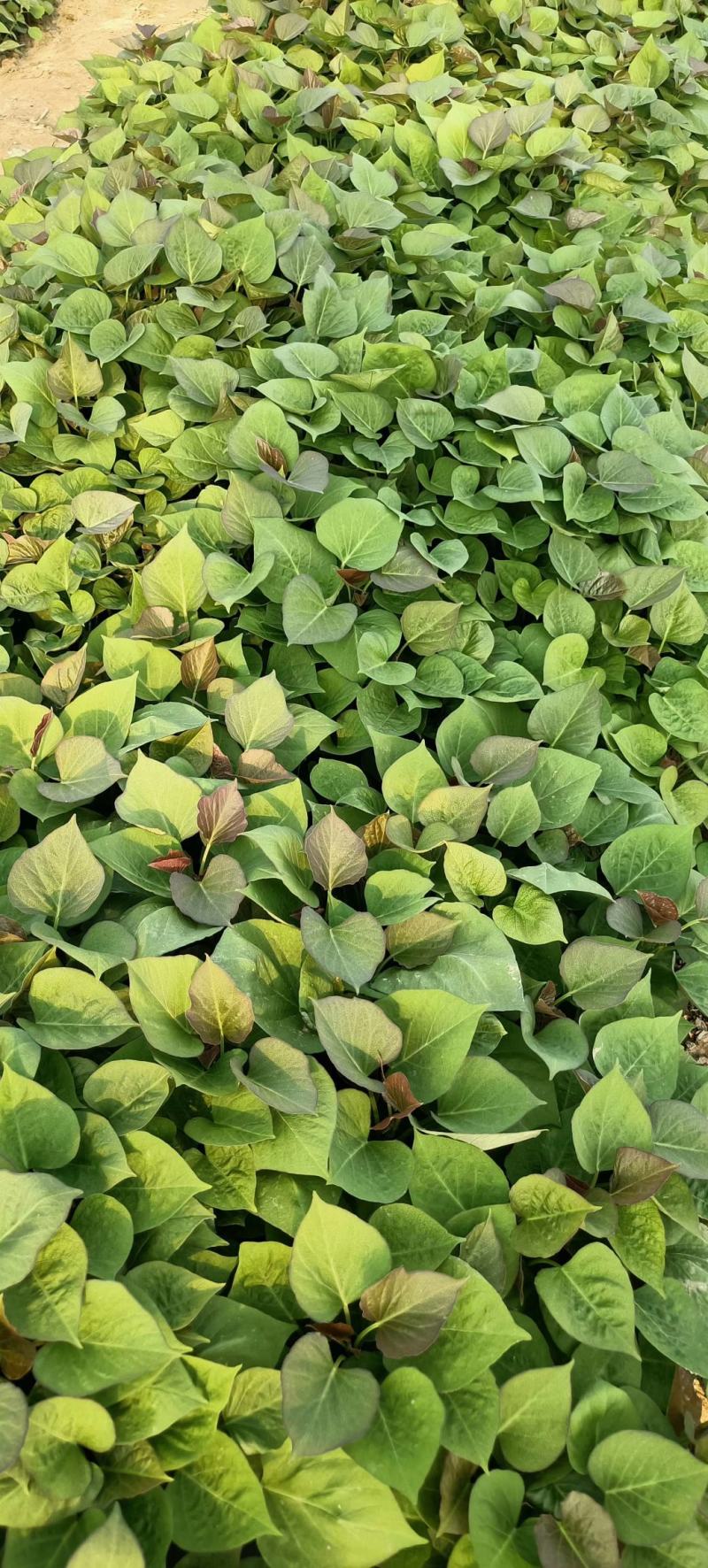 基地直供脱毒烟薯25红薯苗蜜薯苗基地直供