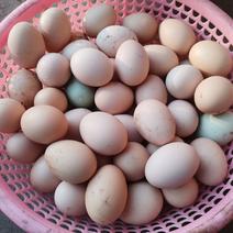 农家散养新鲜跑山鸡蛋，20枚新鲜鸡蛋批发！