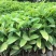 五味子苗南五味子树苗花卉药用药材植物庭院绿化带土
