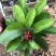 五味子苗南五味子树苗花卉药用药材植物庭院绿化带土