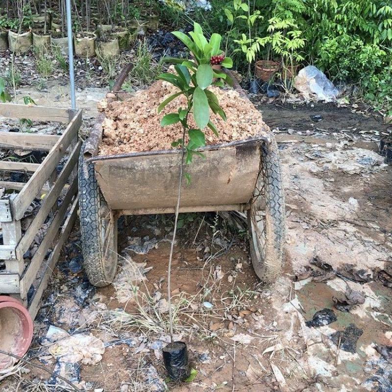 五味子苗南五味子树苗花卉药用药材植物庭院绿化带土