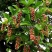 五味子苗南五味子树苗花卉药用药材植物庭院绿化带土