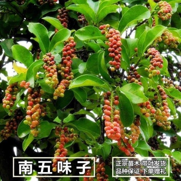 五味子苗南五味子树苗花卉药用药材植物庭院绿化带土