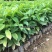 五味子苗南五味子树苗花卉药用药材植物庭院绿化带土