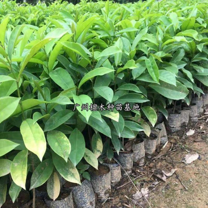 五味子苗南五味子树苗花卉药用药材植物庭院绿化带土